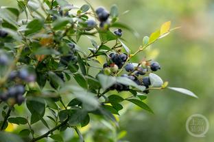 卡拉斯科当年在西甲属于什么级别？